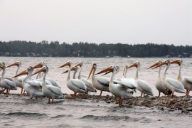 Pelicans on "Bird Turd Island" Pigeon Lake