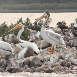 Pelicans on "Bird Turd Island" Pigeon Lake