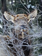 I see you!!!!  Photo by Janine Campbell