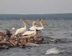 Pelicans on "Bird Turd Island" Pigeon Lake