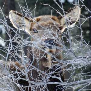 I see you!!!!  Photo by Janine Campbell