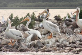 Pelicans on "Bird Turd Island" Pigeon Lake